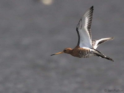 Black-tailed Godwit, Carbarns Pool, Clyde