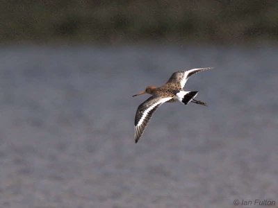 Black-tailed Godwit, Carbarns Pool, Clyde