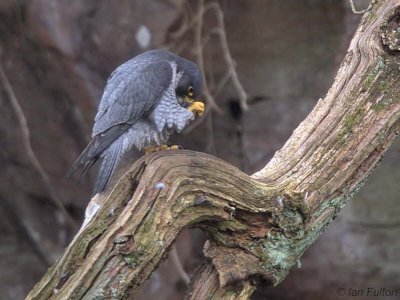 Peregrine(male), SWT Falls of Clyde Nature Reserve