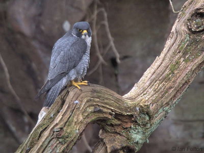 Peregrine(male), SWT Falls of Clyde Nature Reserve