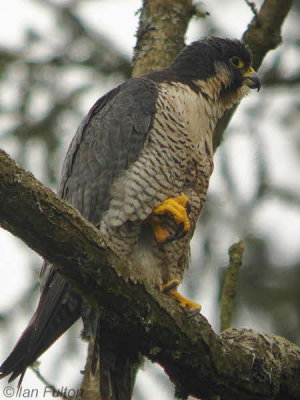 Peregrine(female), SWT Falls of Clyde Nature Reserve