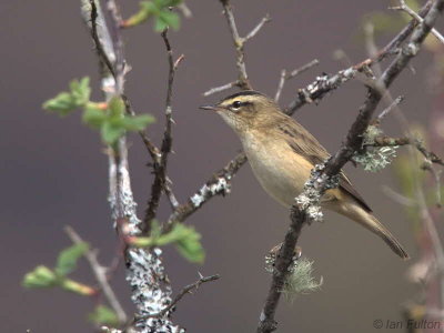 Sedge Warbler, Crom Mhin marsh-Loch Lomond, Clyde