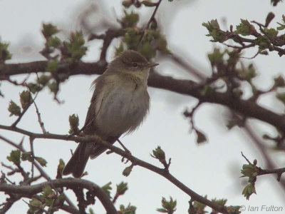 Willow Warbler, Loch Lomond, Clyde