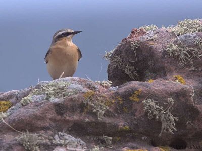 Northern Wheatear, Balcomie Beach, Fife