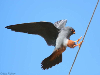 Red-footed Falcon, Dalyan, Turkey