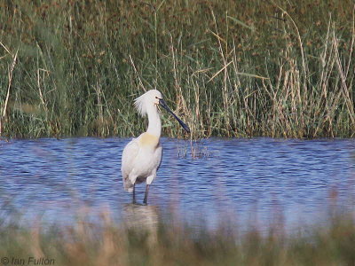 Eurasian Spoonbill, Dalyan, Turkey
