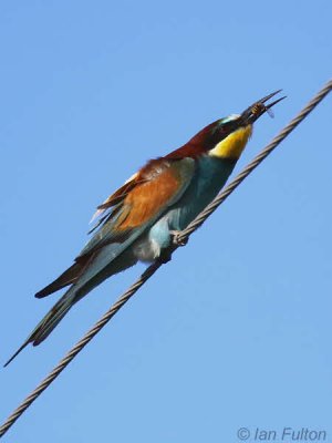 European Bee-eater, Dalyan, Turkey
