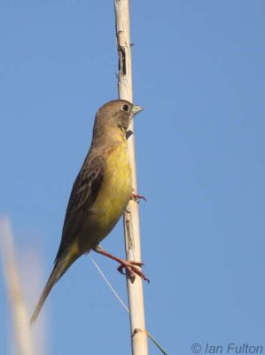 Black-headed Bunting(female), Dalyan, Turkey