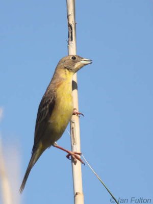 Black-headed Bunting(female), Dalyan, Turkey