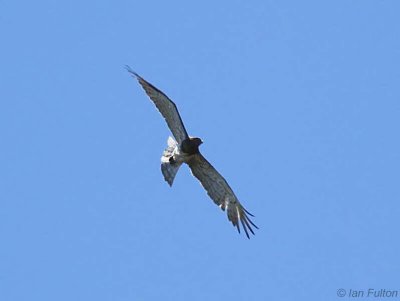 Short-toed Eagle, Caunos-Dalyan, Turkey