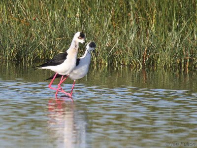 Black-winged Stilt, Dalyan, Turkey