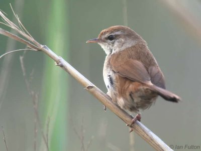 Cetti's Warbler, Dalyan, Turkey