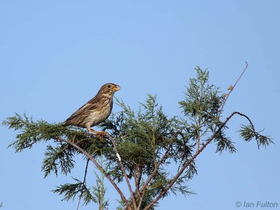 Corn Bunting, Dalyan, Turkey