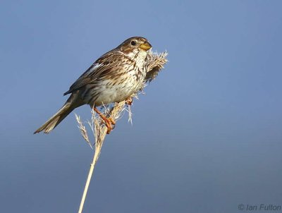 Corn Bunting, Dalyan, Turkey