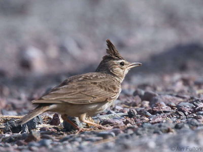 Crested Lark, Dalyan, Turkey