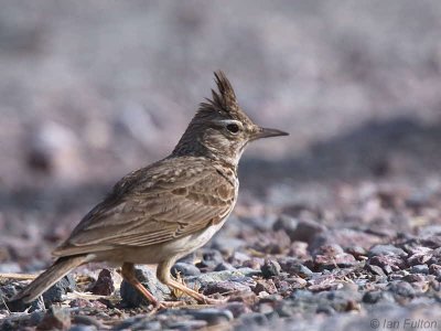 Crested Lark, Dalyan, Turkey