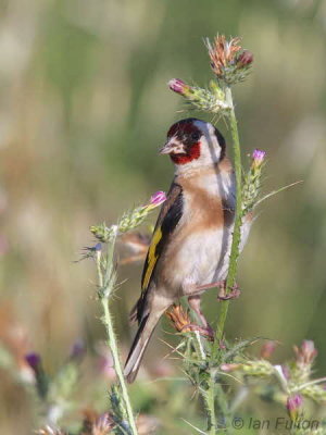 Goldfinch, Dalyan, Turkey