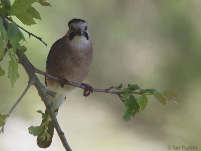 Jay, Dalyan, Turkey