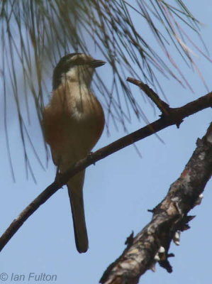 Masked Shrike, Iztuzu Beach-Dalyan, Turkey