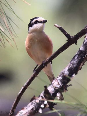 Masked Shrike, Iztuzu Beach-Dalyan, Turkey