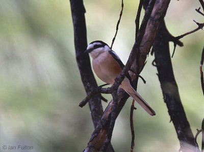 Masked Shrike, Iztuzu Beach-Dalyan, Turkey