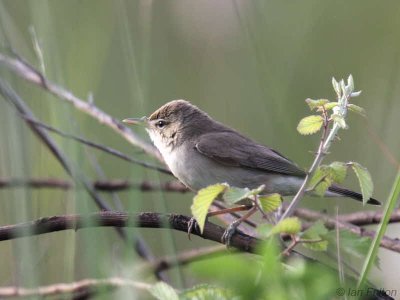 Eastern Olivaceous Warbler, Dalyan, Turkey