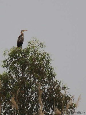 Purple Heron, Dalyan, Turkey