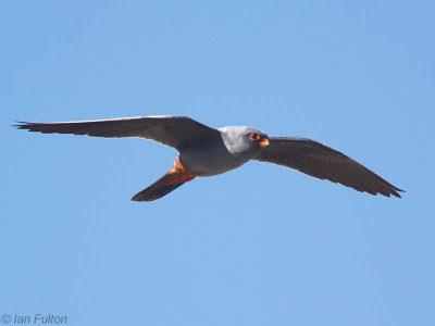 Red-footed Falcon, Dalyan, Turkey