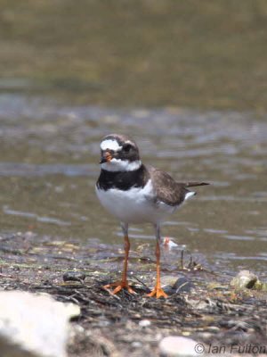 Ringed Plover, Iztuzu Beach-Dalyan, Turkey