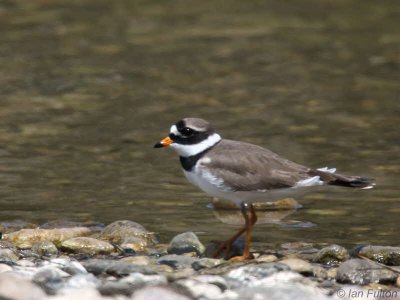 Ringed Plover, Iztuzu Beach-Dalyan, Turkey