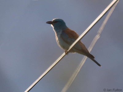 European Roller, Dalyan, Turkey