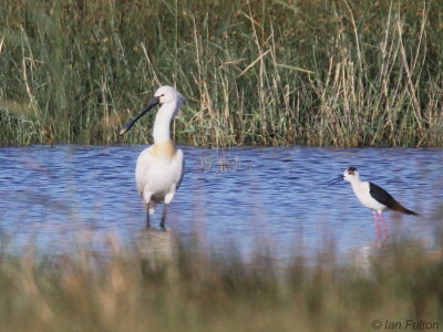 Eurasian Spoonbill, Dalyan, Turkey