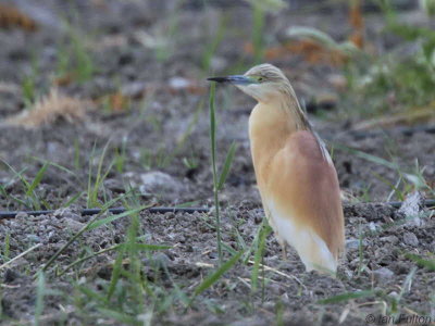 Squacco Heron, Dalyan, Turkey