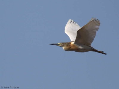 Squacco Heron, Dalyan, Turkey