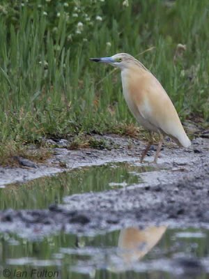 Squacco Heron, Dalyan, Turkey