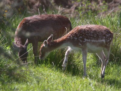 Fallow Deer, Loch Lomond, Clyde
