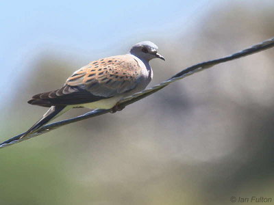 Turtle Dove, Caunos-Dalyan, Turkey