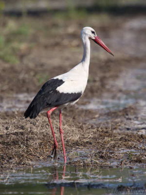 White Stork, Dalyan, Turkey