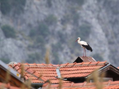 White Stork, Dalyan, Turkey