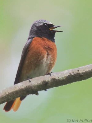 Common Redstart, Sallochy Wood-Loch Lomond, Clyde