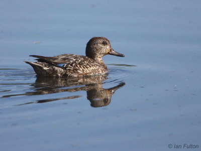 Teal, Baron's Haugh RSPB, Clyde