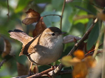 Cetti's Warbler, Dalyan, Turkey