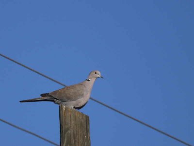 Collared Dove, Dalyan, Turkey