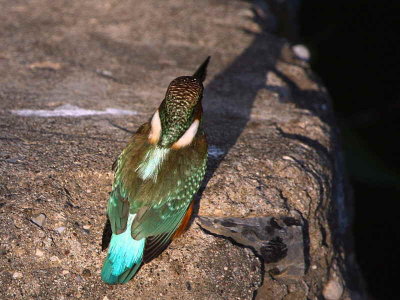 Common Kingfisher, Dalyan, Turkey