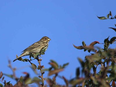 Corn Bunting, Dalyan, Turkey