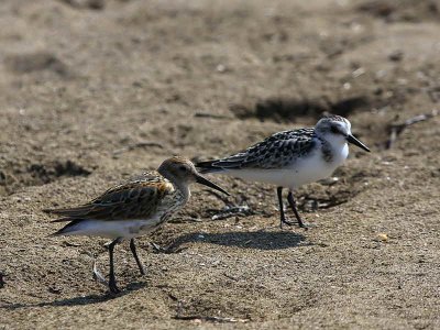 Dunlin and Sanderling, Iztuzu Beach-Dalyan, Turkey