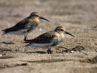 Dunlin, Iztuzu Beach-Dalyan, Turkey