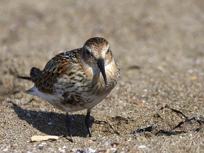 Dunlin, Iztuzu Beach-Dalyan, Turkey