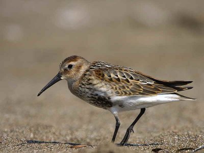 Dunlin