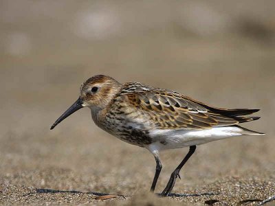 Dunlin, Iztuzu Beach-Dalyan, Turkey